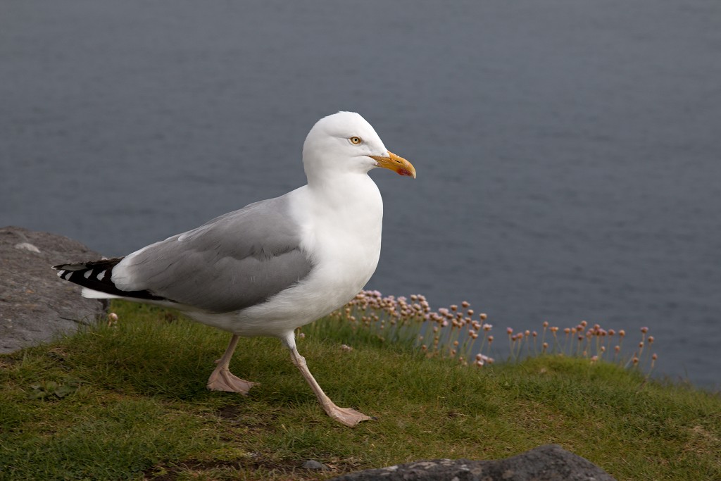 peninsula dingle eire ierland irish hdr natuur natuurgebied schiereiland county kerry Wild Atlantic Way